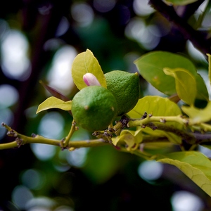 Citrons verts sur leur branche - France  - collection de photos clin d'oeil, catégorie plantes